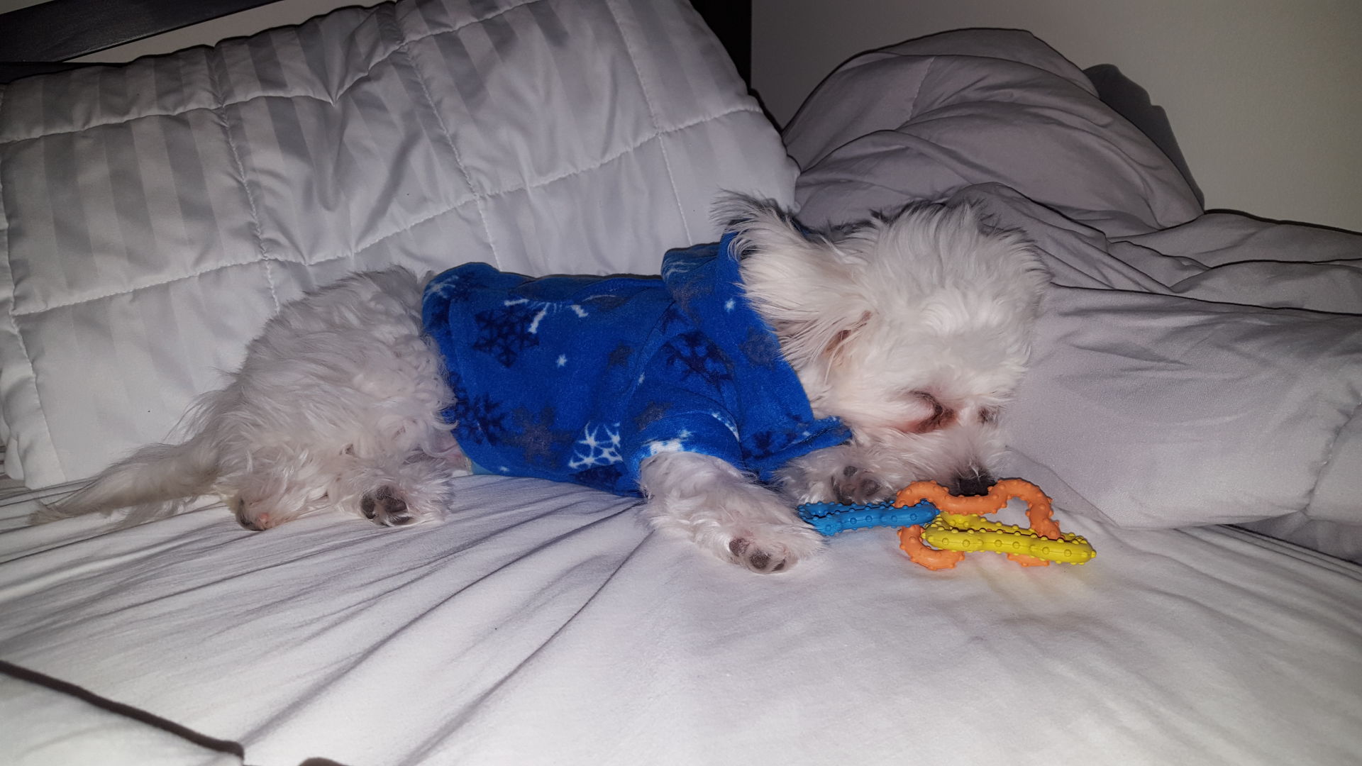 The Times Cutest Pets of Winter 2018